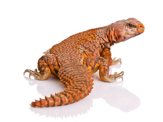 Red Niger Uromastyx For Sale, Red Niger Uromastyx For Sale Near Me, Red Niger Uromastyx For Sale Cheap, Baby Red Niger Uromastyx For Sale, Red Niger Uromastyx For Sale Canada, Red Niger Uromastyx For Sale Uk, Red Niger Uromastyx For Sale Europe